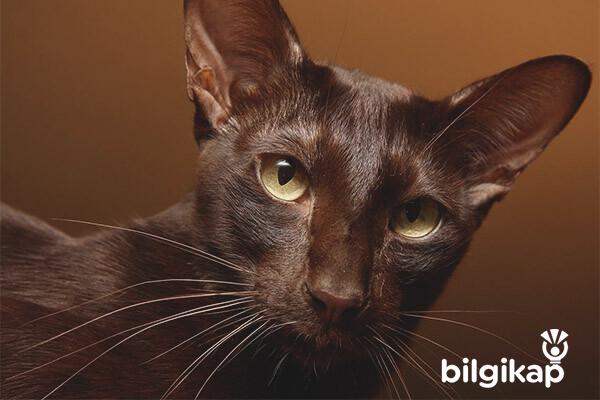 Havana Kedisi Evcil Hayvanlar Kedi Bakımı