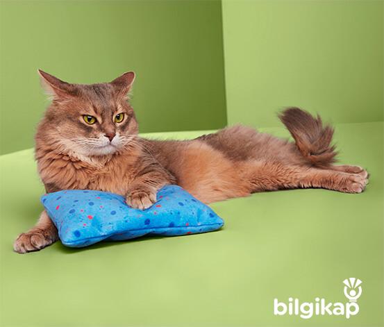 Tom’un Hikâyesi  Evcil Hayvanlar Kedi Bakımı