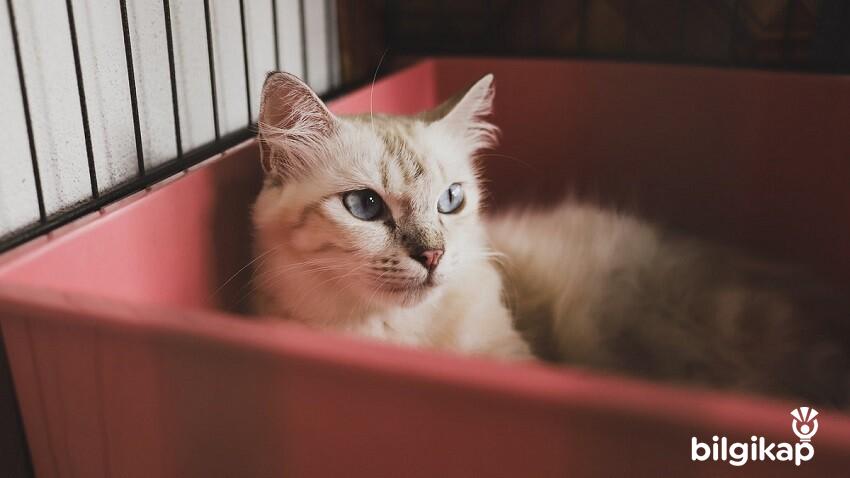 Kedi Eğitiminde 10 Temel Kural  Evcil Hayvanlar Kedi Bakımı