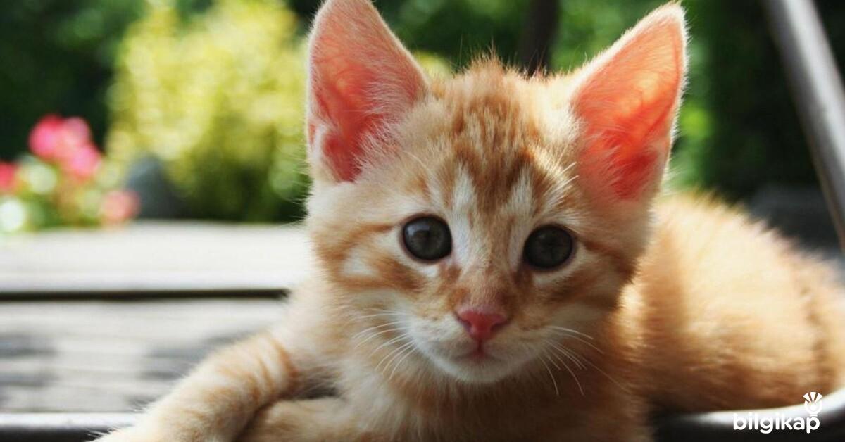 Yaz Aylarında Kediler Sıcaktan Nasıl Korunur  Evcil Hayvanlar Kedi Bakımı