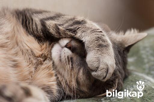 Kediler De Kusma Ve İshal  Evcil Hayvanlar Kedi Bakımı