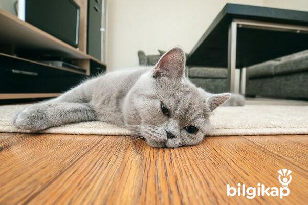 Kedilerde Kusmanın Nedeni Nedir?  Evcil Hayvanlar Kedi Bakımı