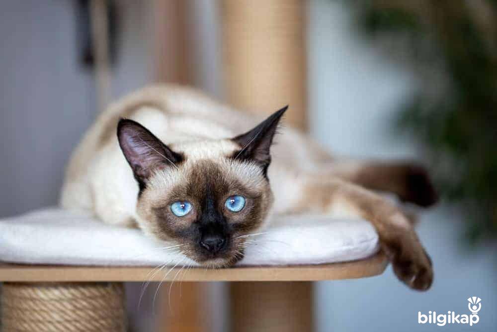 Kedi Sarılığı Nedir? Tedavi Yöntemleri  Evcil Hayvanlar Kedi Bakımı