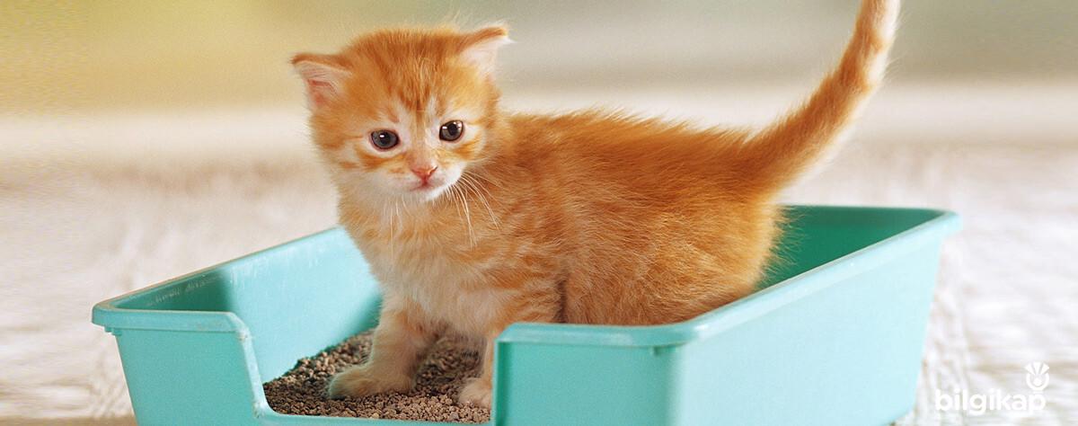Kediler De Tuvalet Eğitimi  Evcil Hayvanlar Kedi Bakımı