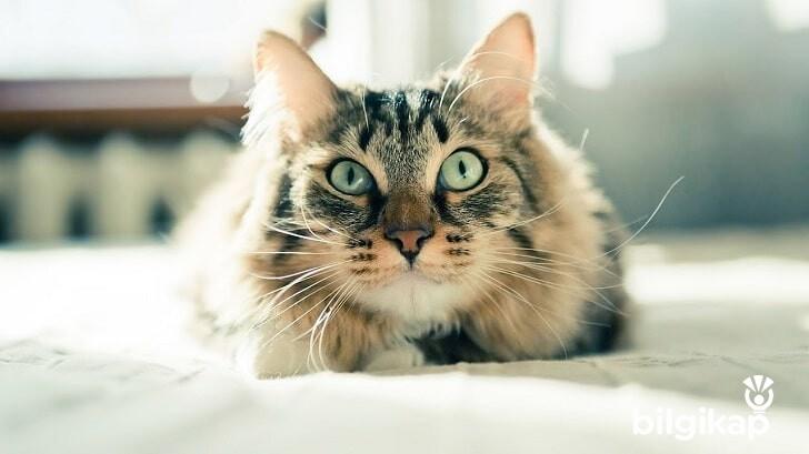 Kediye İsmi Nasıl Öğretilir?  Evcil Hayvanlar Kedi Bakımı