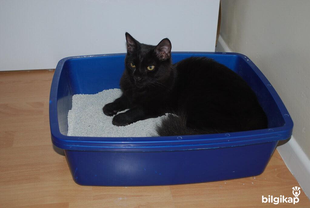 Kedilere Tuvalet Eğitimi Nasıl Verilir  Evcil Hayvanlar Kedi Bakımı