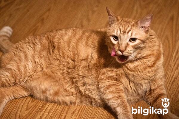 Kedilerde Proteinin Gücü  Evcil Hayvanlar Kedi Bakımı