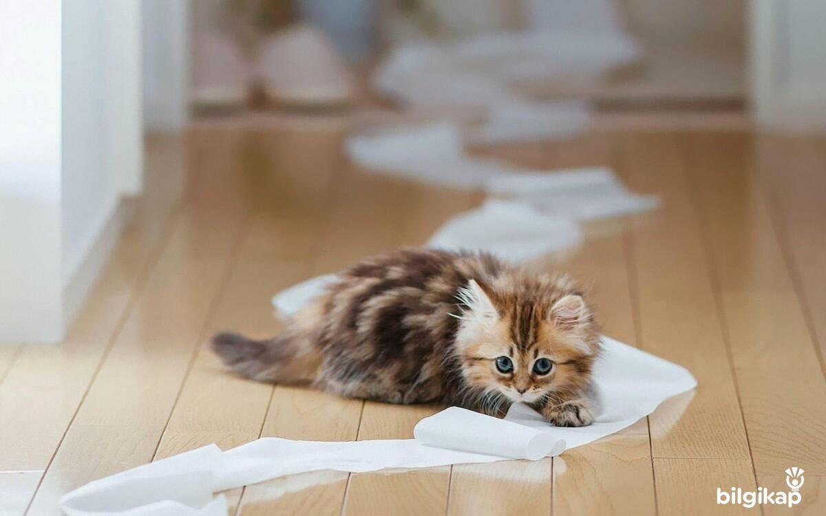 Tuvalet Eğitimi Taktikleri  Evcil Hayvanlar Kedi Bakımı