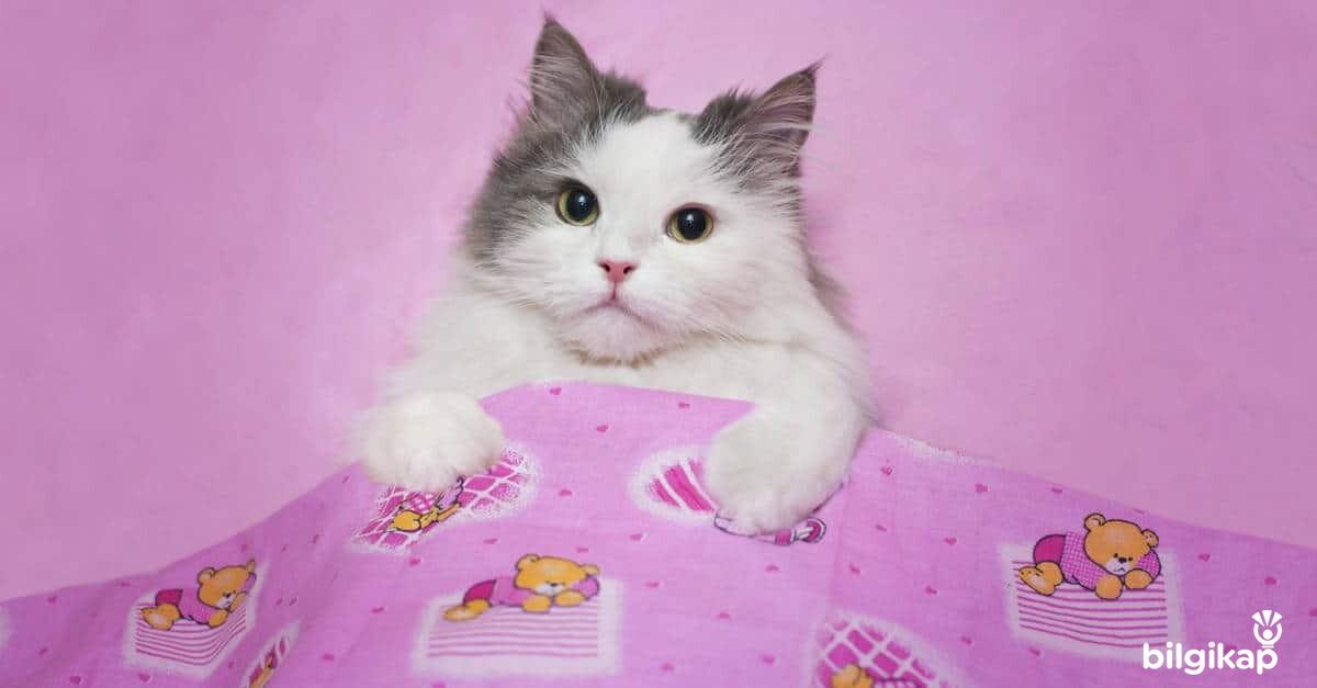 Uykulu Günler  Evcil Hayvanlar Kedi Bakımı