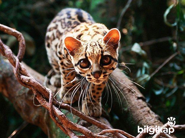 Vahşi Kediler  Evcil Hayvanlar Kedi Bakımı