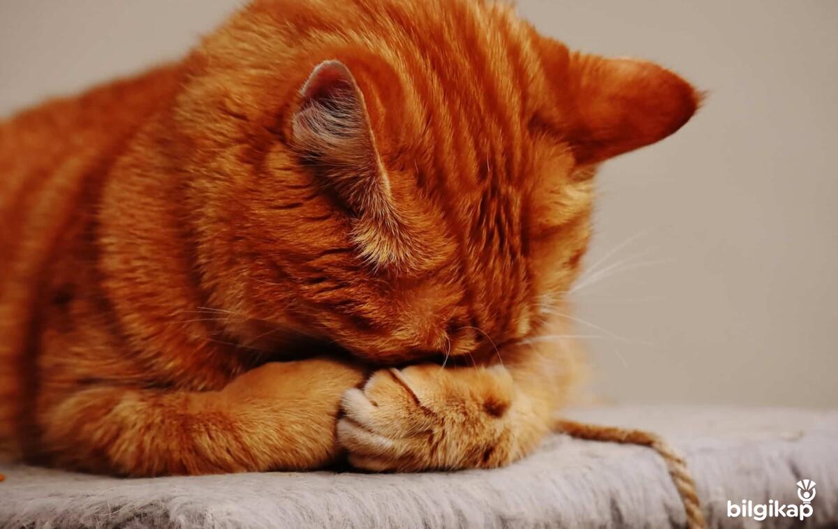 Kediler Neden Ölür?  Evcil Hayvanlar Kedi Bakımı