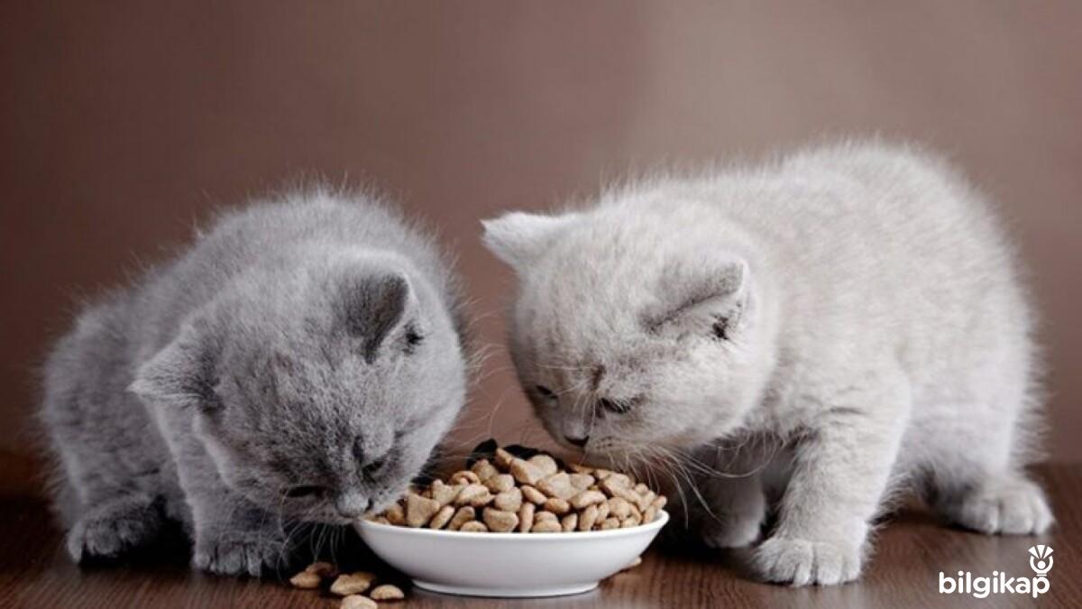 Yavru Kedilerde Beslenme Nasıl Olur?  Evcil Hayvanlar Kedi Bakımı