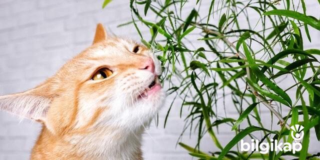 Kedilere Zararlı Bitkiler  Evcil Hayvanlar Kedi Bakımı