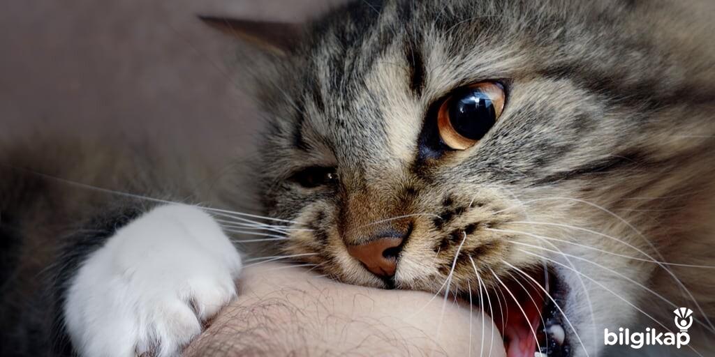 Kedi Kuduzu, Kuduz Kedi Belirtiler Nelerdir?  Evcil Hayvanlar Kedi Bakımı