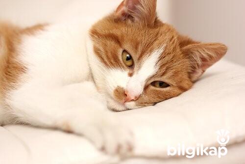 Kedilerde Can Sıkıntısı Nasıl Olur?, Huzursuz Olduğu Nasıl Anlaşılır?  Evcil Hayvanlar Kedi Bakımı