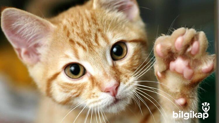 Kedilerin Bıyıkları Ne İşe Yarar?, Bıyıkları Neden Var  Evcil Hayvanlar Kedi Bakımı