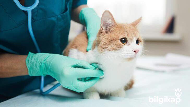 Kedilerin Günlük Kontrolleri  Evcil Hayvanlar Kedi Bakımı