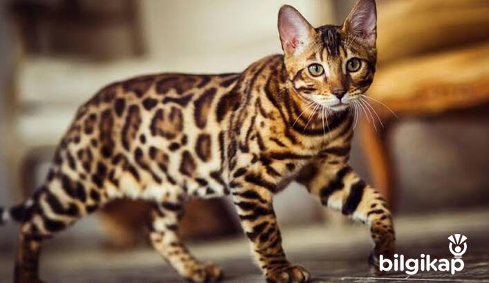 Bengal kedileri  Evcil Hayvanlar Kedi Bakımı