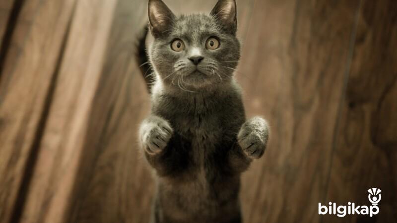 Ev Kedileri Sokakta Yaşayabilir Mi?  Evcil Hayvanlar Kedi Bakımı