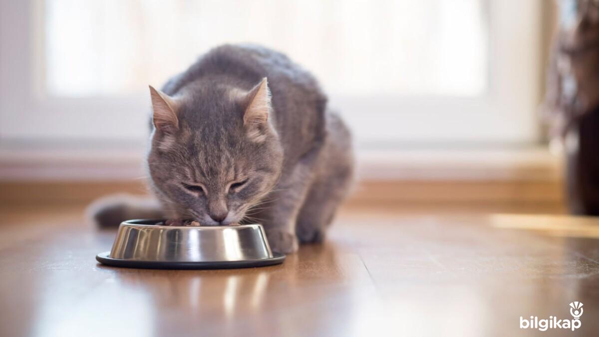 Kediler İçin Mama Tarifleri 3  Evcil Hayvanlar Kedi Bakımı