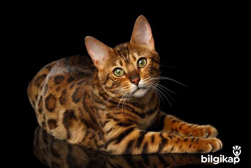 Evcil Bir Kedi Ne Kadar Zekidir?  Evcil Hayvanlar Kedi Bakımı