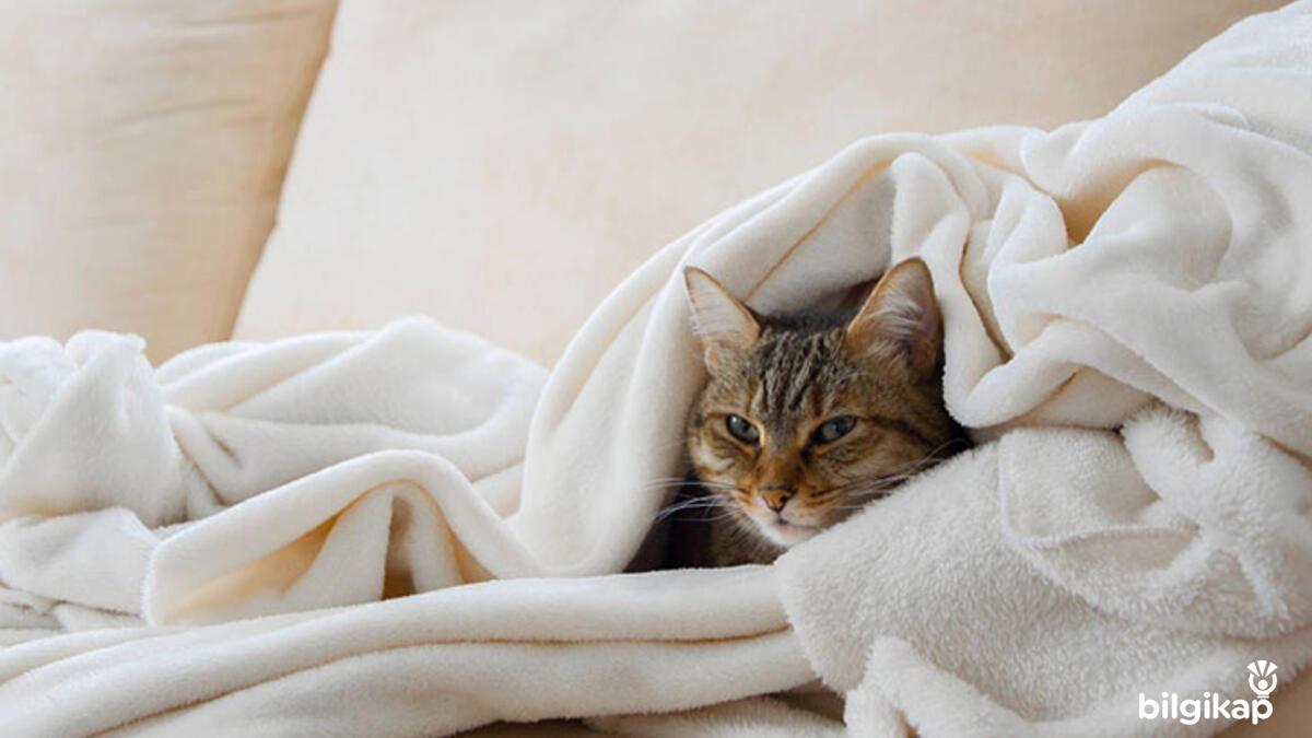 Kedi Gribi Nasıl Bulaşır?  Evcil Hayvanlar Kedi Bakımı