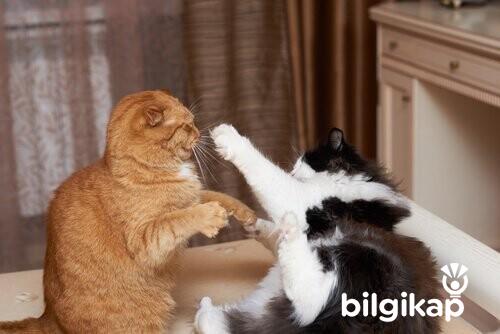 Kediler Nasıl Dövüşür?, Kedilerin Dövüşü  Evcil Hayvanlar Kedi Bakımı