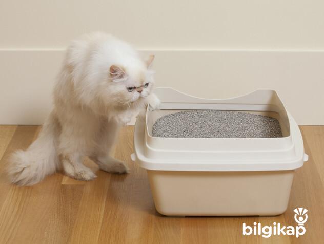 Kedi Kumu Nasıl Seçilmelidir?  Evcil Hayvanlar Kedi Bakımı