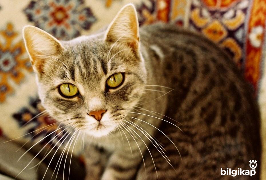 Kedi Olmak Güzeldir  Evcil Hayvanlar Kedi Bakımı