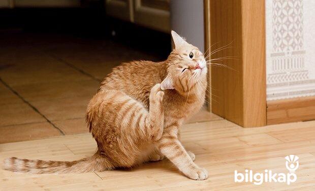 Kedi Piresi, Kedi Piresi Belirtileri  Evcil Hayvanlar Kedi Bakımı