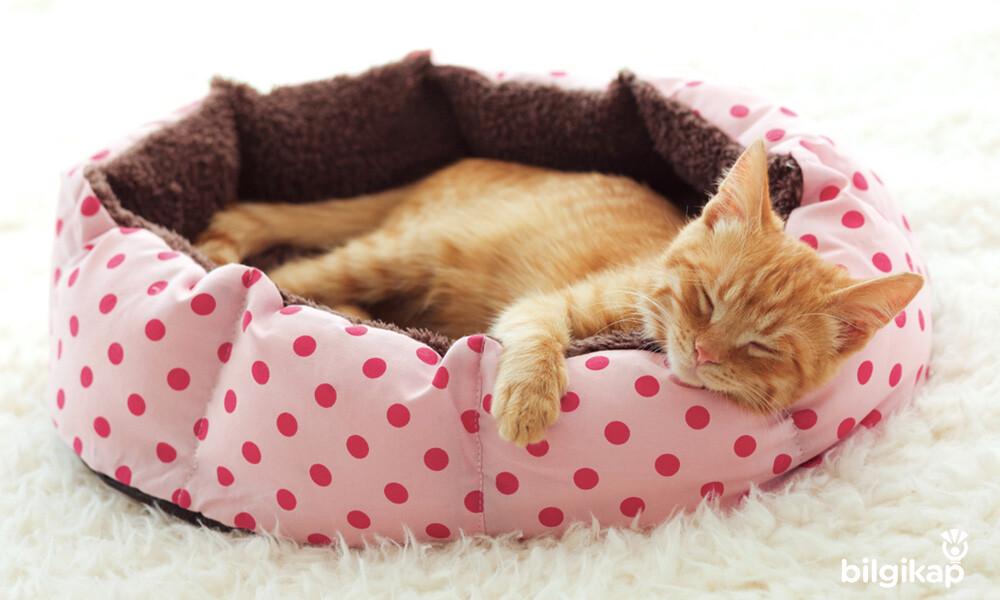 Kediler İçin Yatağın Önemi Nedir?, Nasıl Olmalıdır?  Evcil Hayvanlar Kedi Bakımı