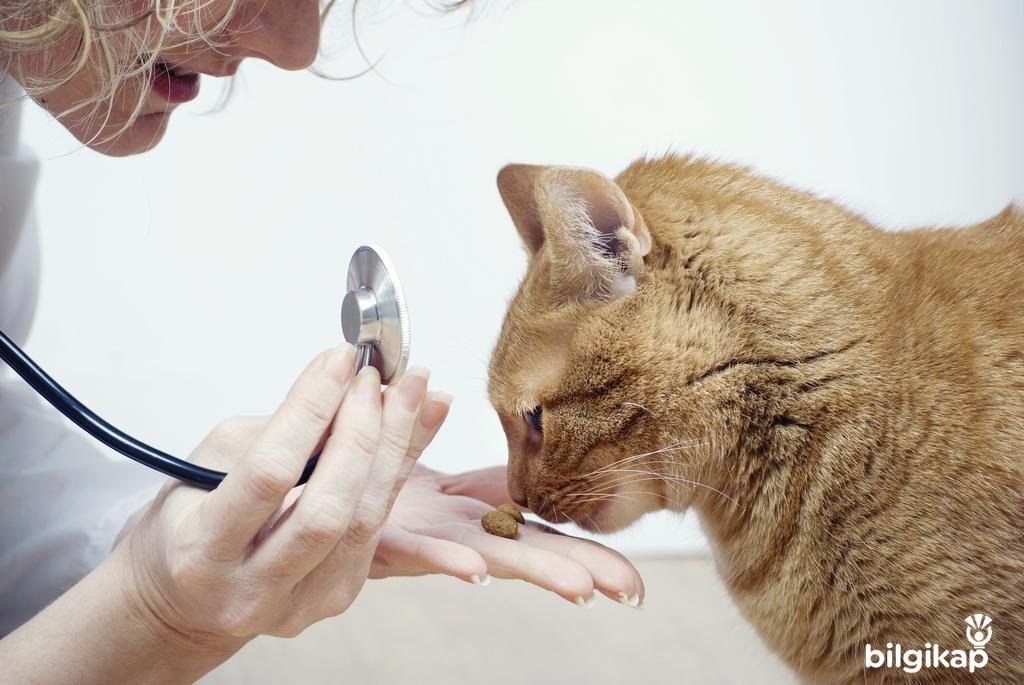 Kediler Ne zaman Kısırlaştırılmalıdır?  Evcil Hayvanlar Kedi Bakımı