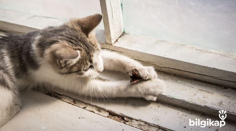 Kediler Neden Böcek Avlar?, Kedi Böcek Yer Mi?  Evcil Hayvanlar Kedi Bakımı