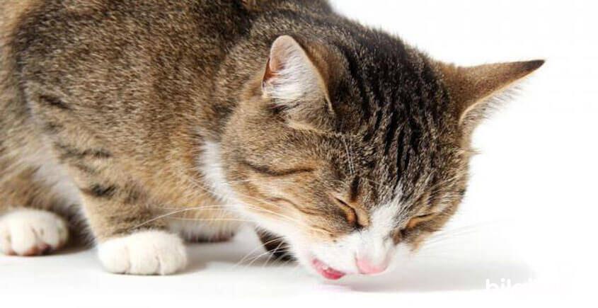 Kedilerde Kusma Nedenleri?, Kediler Neden Kusar?  Evcil Hayvanlar Kedi Bakımı