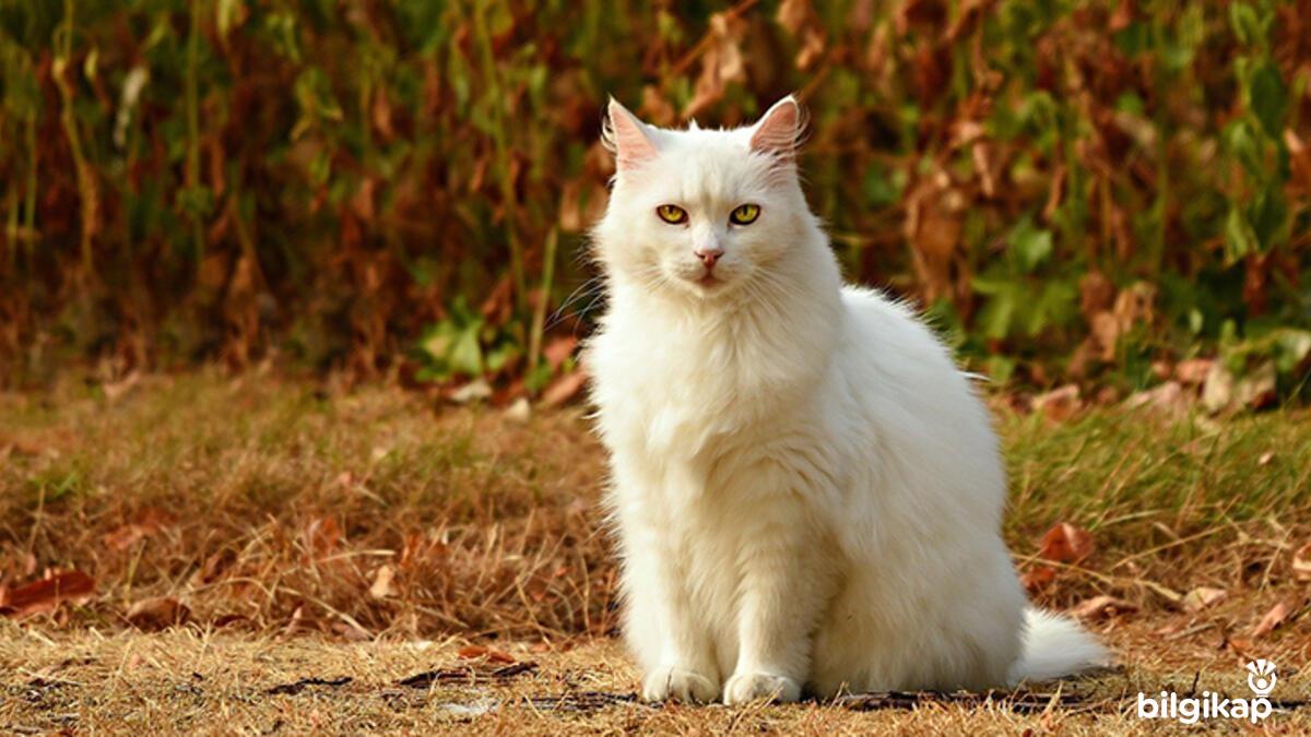 Kediler Neden Isırır ve Tırmalar?  Evcil Hayvanlar Kedi Bakımı