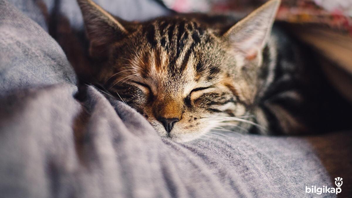 Kediler Uykusunda Neden Titrer?  Evcil Hayvanlar Kedi Bakımı