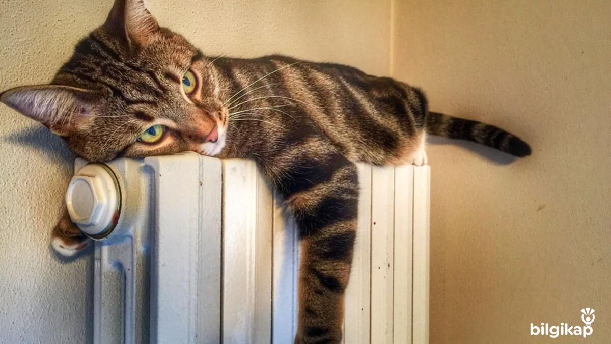 Kediler En Fazla Kaç Gün Yalnız Kalabilir?  Evcil Hayvanlar Kedi Bakımı