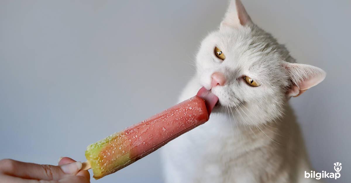 Kedilerde Diyabet Sebebi, Kedilerde Diyabet Nedenleri? Evcil Hayvanlar Kedi Bakımı