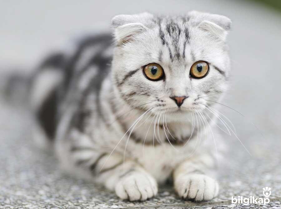 Kedilerde Görme Testi, Kedilerde Görme  Evcil Hayvanlar Kedi Bakımı