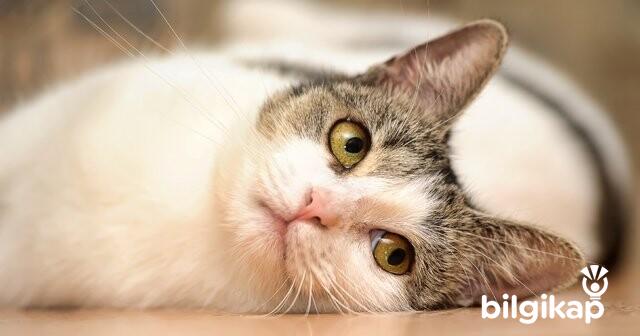 Kedilerde İshal Nedenleri?, Kedilerde İshal Tedavisi  Evcil Hayvanlar Kedi Bakımı