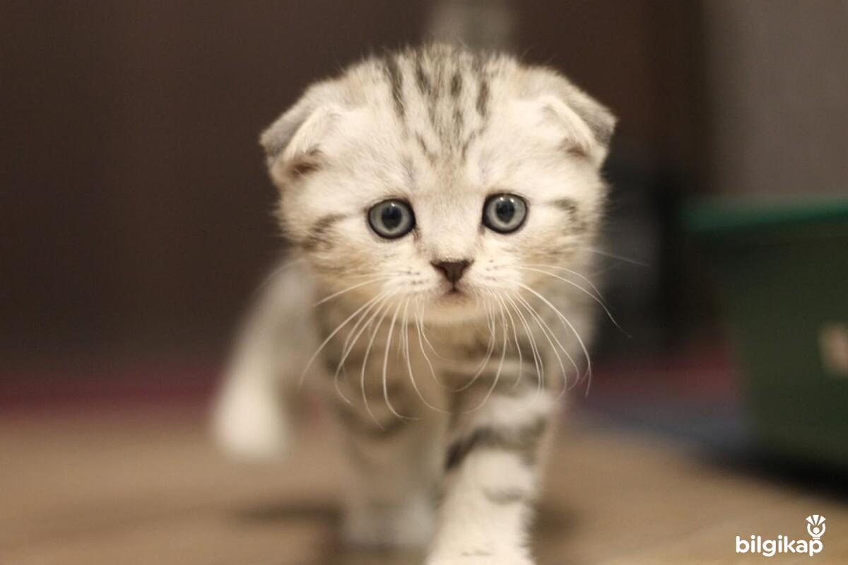 Kedilerde İç Dış Parazit Belirtileri Nelerdir?, Kedilerde İç Parazitler  Evcil Hayvanlar Kedi Bakımı