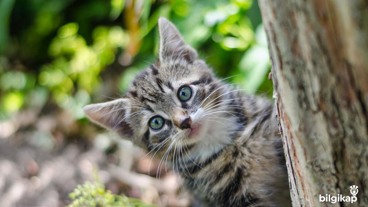 Kedilerde İşaretleme Davranışları  Evcil Hayvanlar Kedi Bakımı
