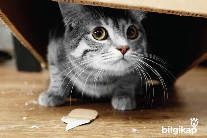 Kedilerde Yaşadıkları Bölgeyi İşaretleme  Evcil Hayvanlar Kedi Bakımı