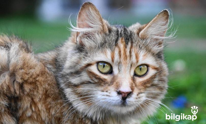 Kedilerde Kist, Kedi Kisti Belirtileri  Evcil Hayvanlar Kedi Bakımı