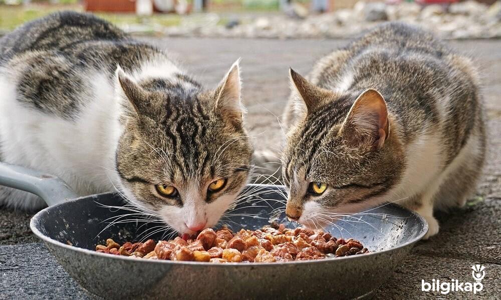 Kedi Maması Seçimi Nasıl Olmalıdır?  Evcil Hayvanlar Kedi Bakımı