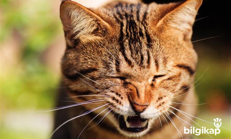 Kedilerde Solunum, Kedilerin Solunum Sistemi  Evcil Hayvanlar Kedi Bakımı