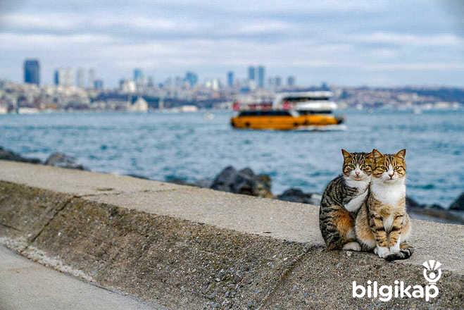 Kediler Neden Hep Mart Ayında Çiftleşir, Kediler Ne Zaman Çiftleşir?  Evcil Hayvanlar Kedi Bakımı