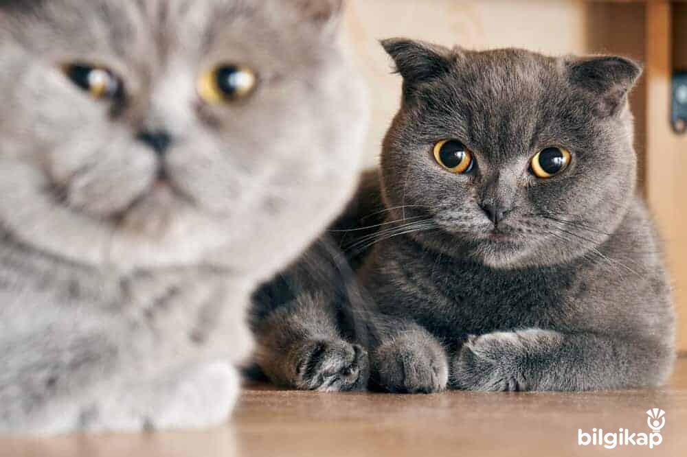 Kedilerin Üreme Zamanı, Kedilerin Üreme Sistemi  Evcil Hayvanlar Kedi Bakımı