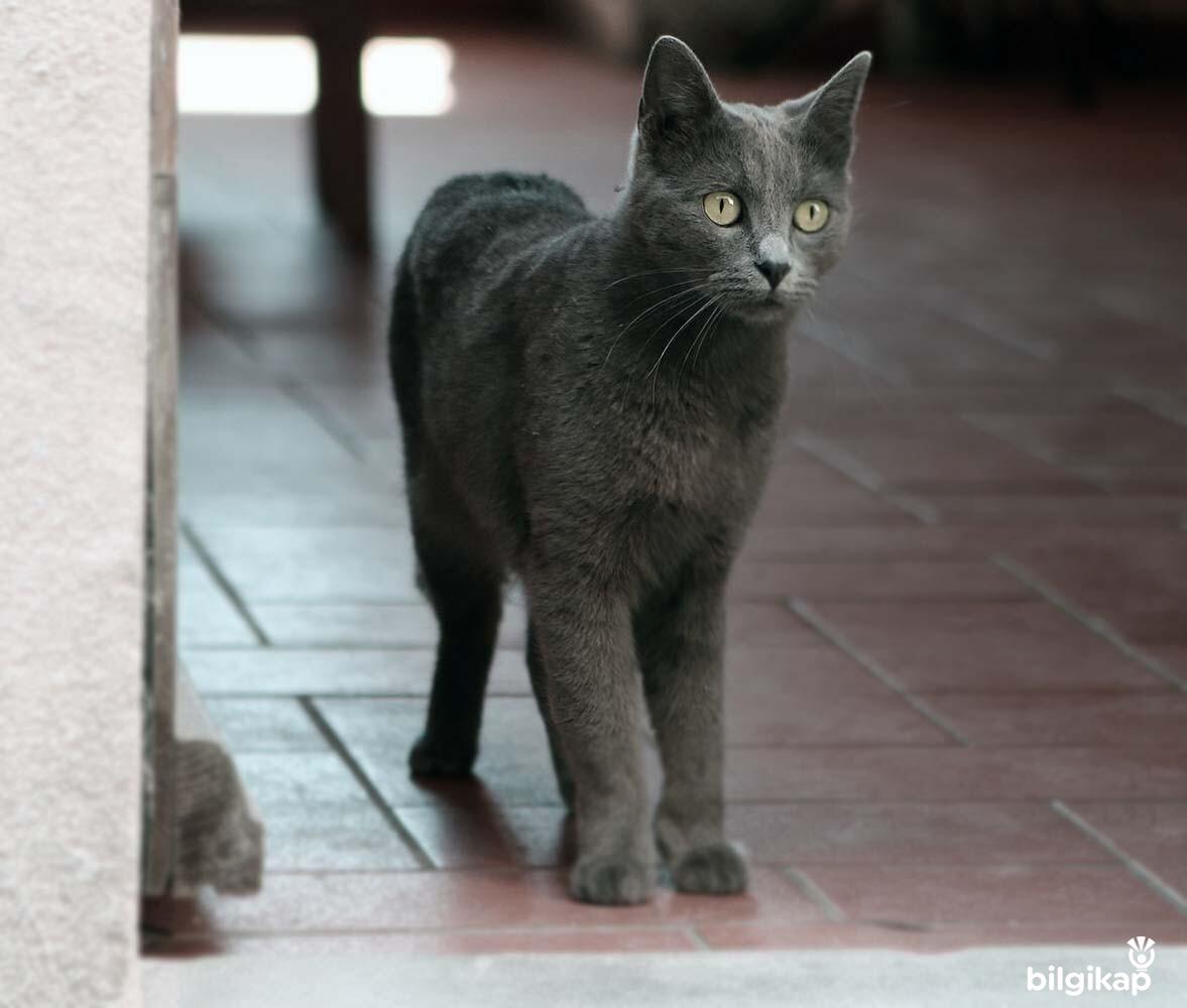 Kedilerde Şartlı Refleks Nedir?  Evcil Hayvanlar Kedi Bakımı