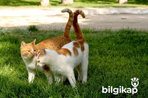 Kedilerin Kuyruğunu Kaldırması Ne Anlama Gelmektedir?, Kedilerin Kuyruk İşaretleri  Evcil Hayvanlar Kedi Bakımı